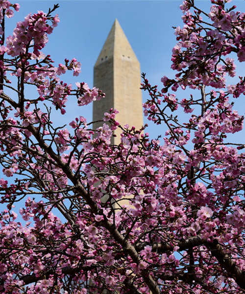cherry blossom